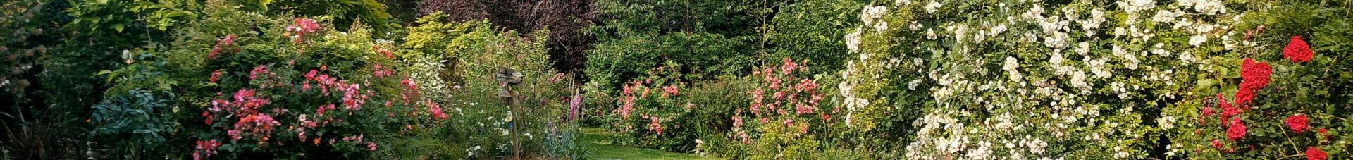 En terres d'Arelaune